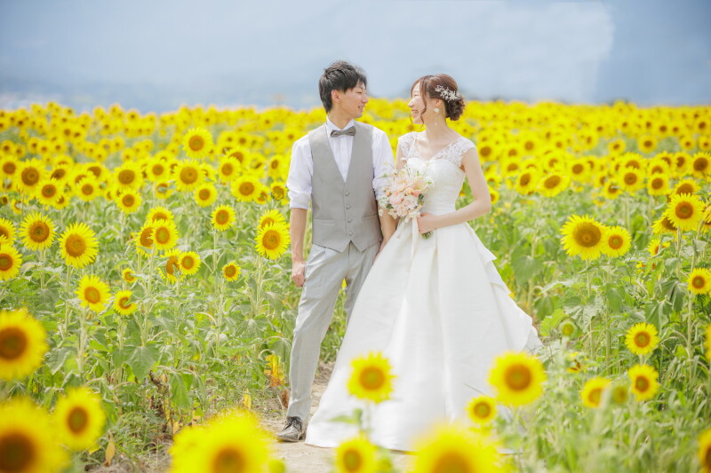 満開のひまわり畑