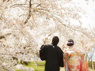 桜満開の木の下で
