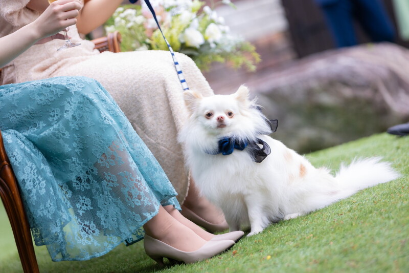 【ペットと一緒】ペットとフォトウエディングプラン