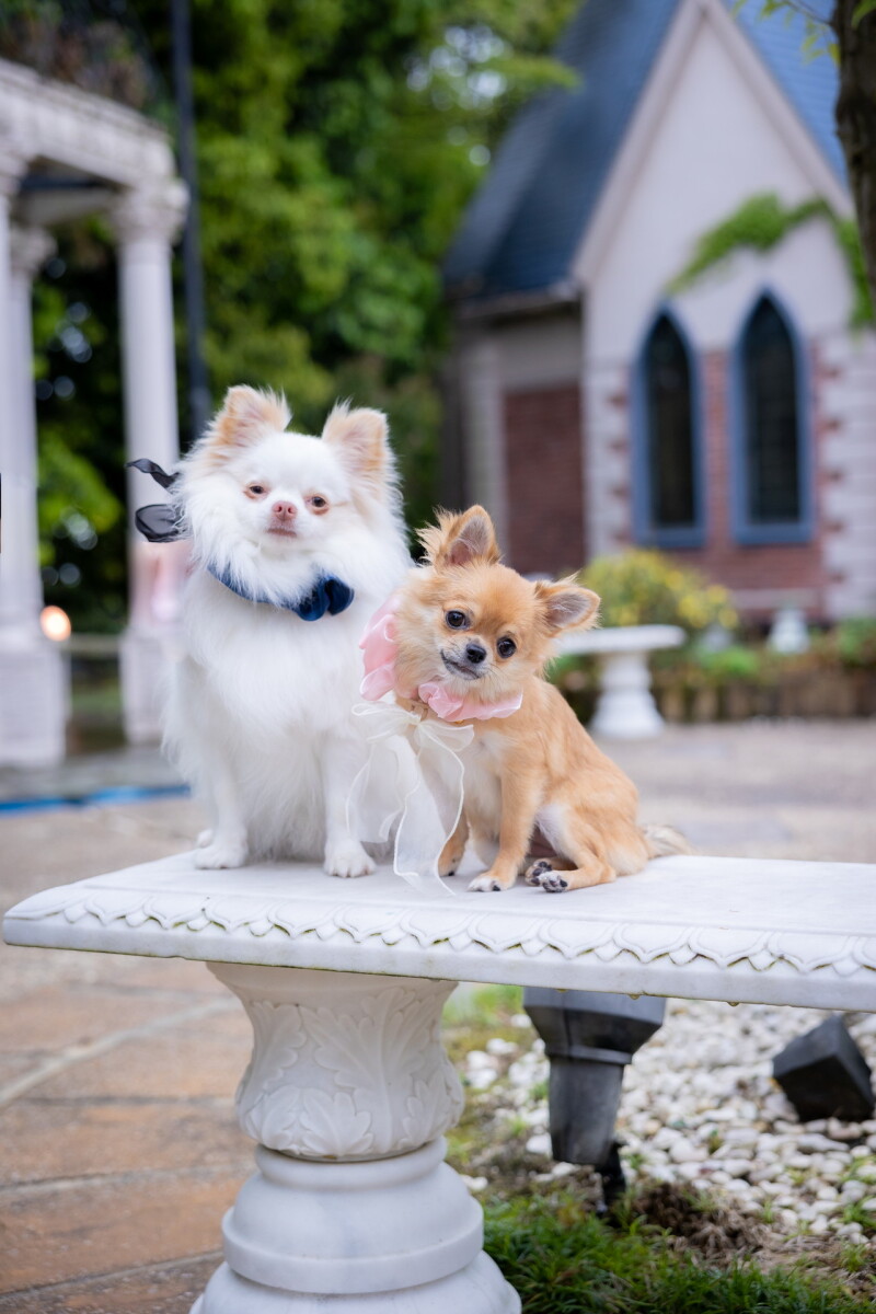 【ペットと一緒】ペットとフォトウエディングプラン