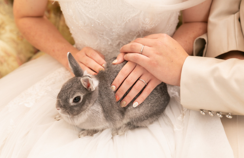 うさぎちゃんのソロカット