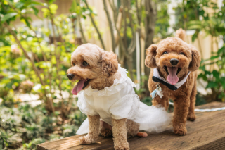 ペットとの撮影