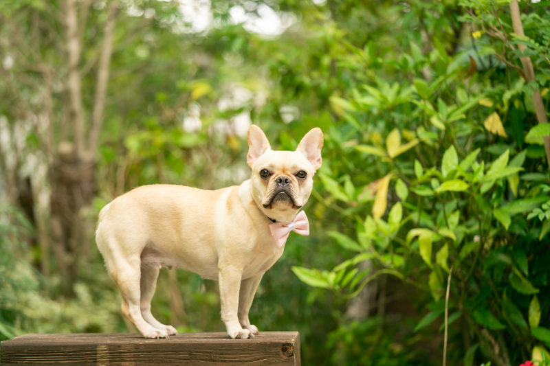 ペットだけのショットも♪