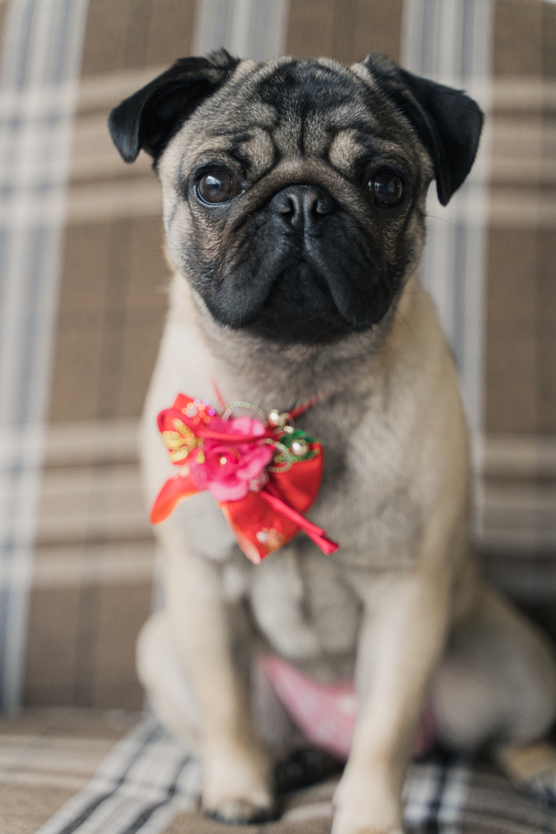 まずはスタジオで、わんちゃんもハイポーズ！