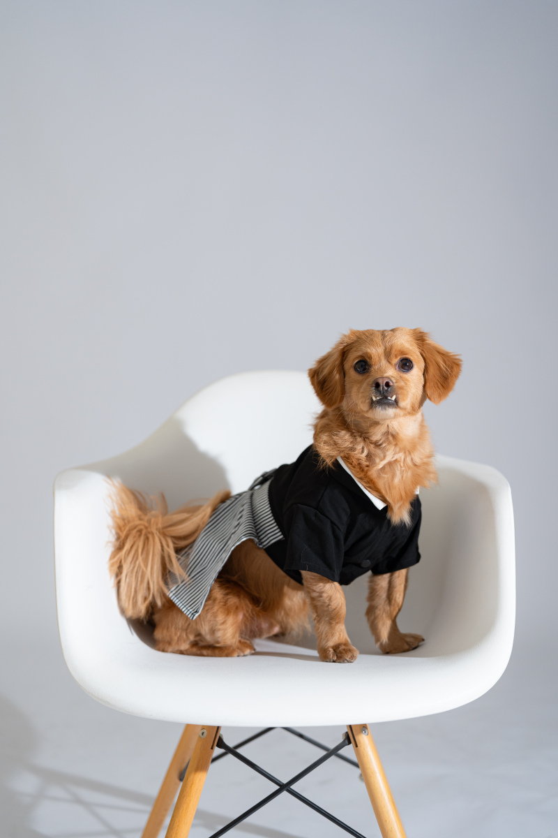 わんちゃん用の袴!