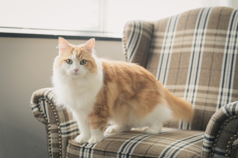 愛猫マーリーちゃんにもスタジオにお越し頂きました