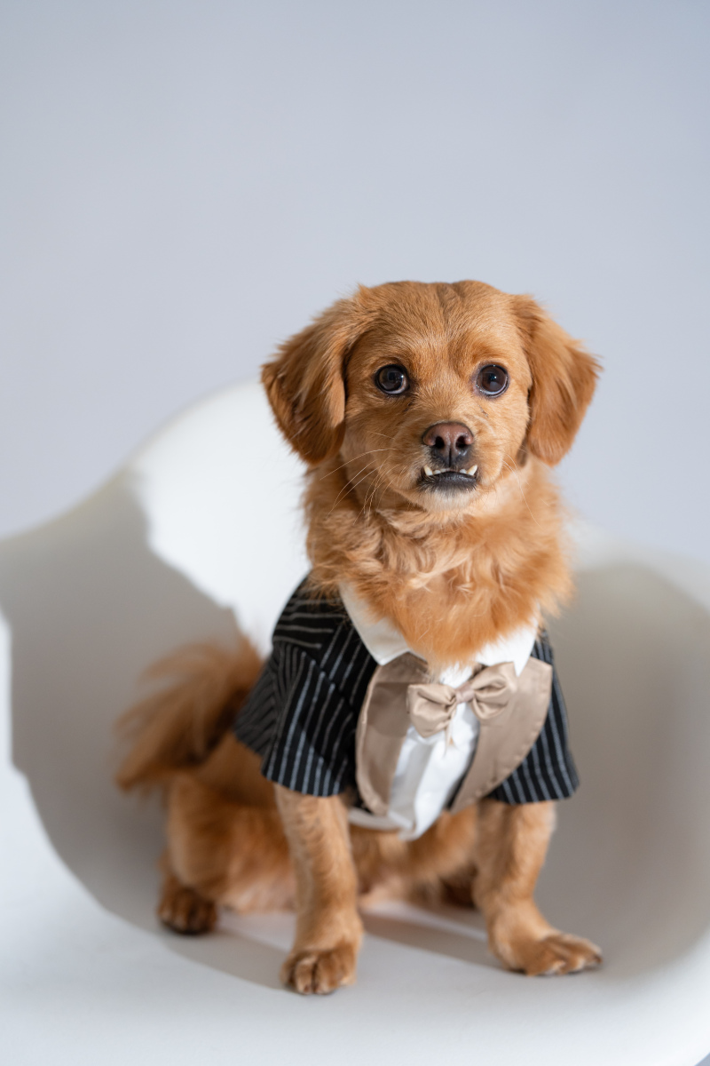 わんちゃんもソロカットを!