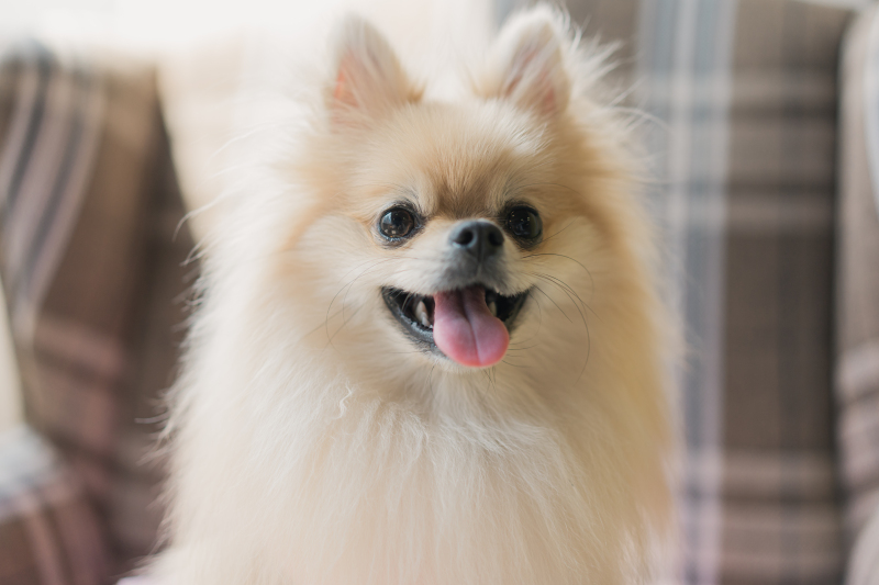 まずはわんちゃんから