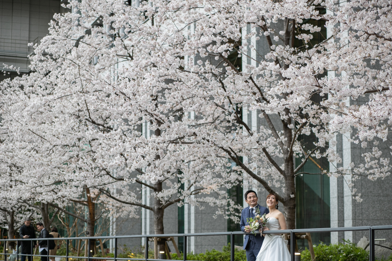 ロケーション撮影では、満開の桜！