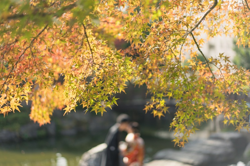 黄色く色づいたイチョウから♪