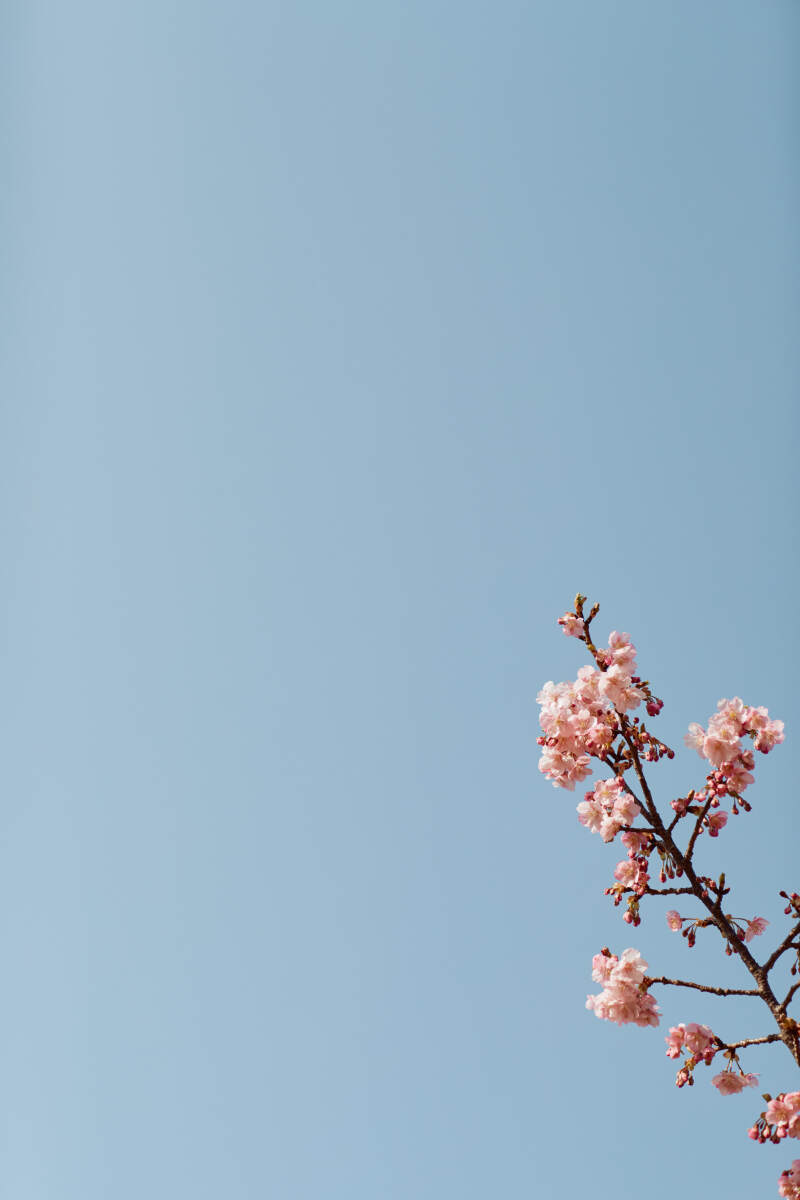 ピンクの河津桜が満開の日でした♪