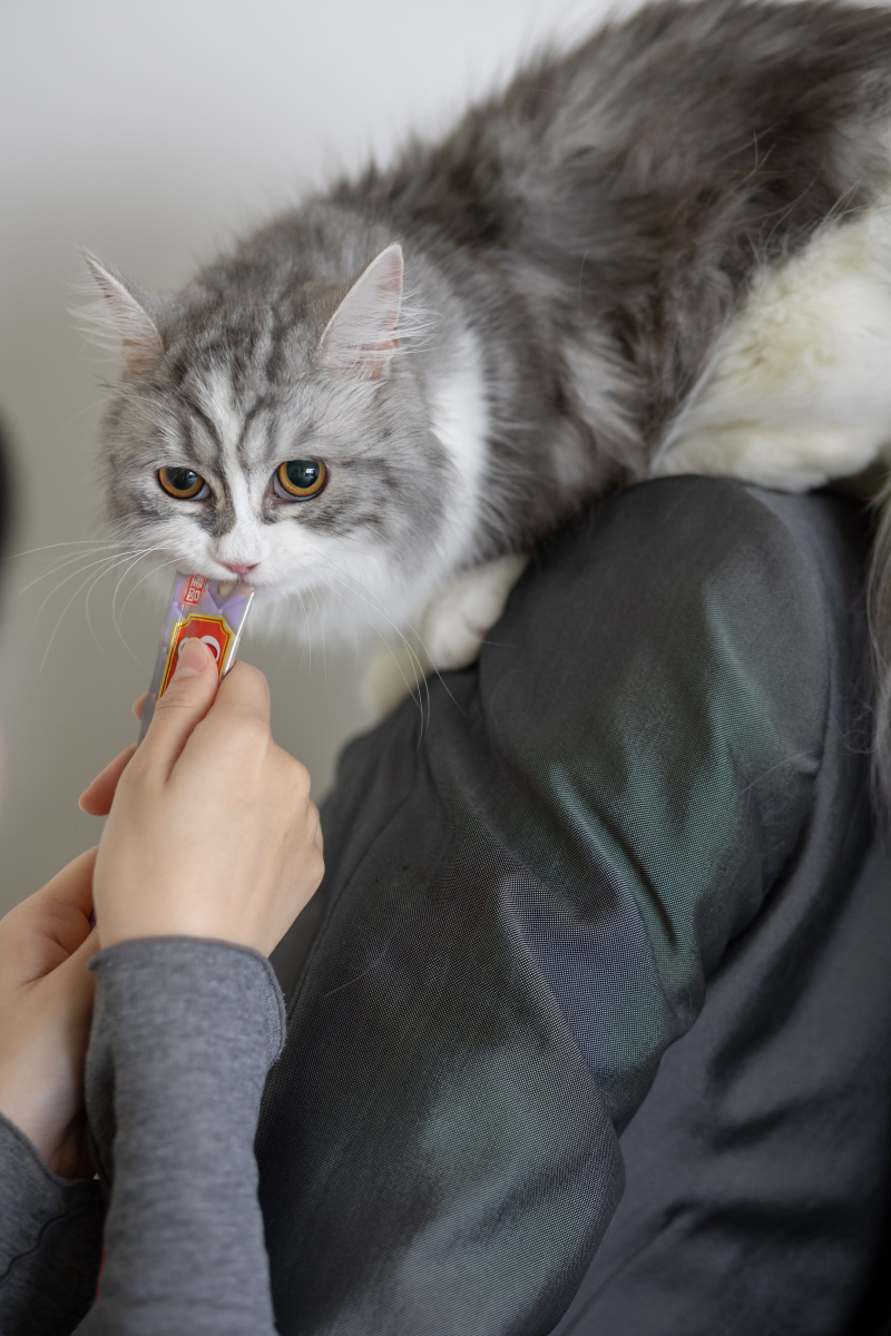 愛猫の表情にキュン!癒やしのソロショット