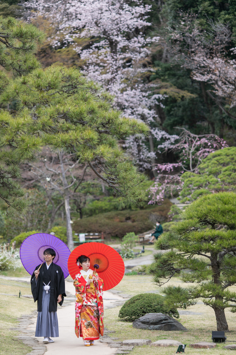 松と桜と番傘のコントラスト！