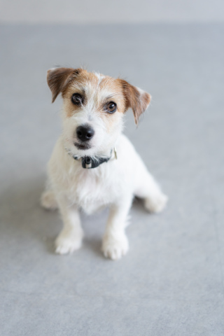 ペットフォト撮影