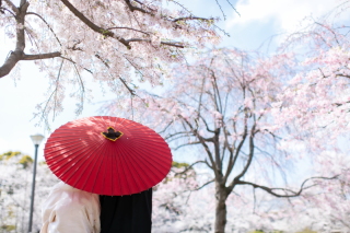 【桜｜土日4日間限定】 和装(庭園)＆洋装ロケ｜スタジオ撮影&2着目着物プレゼント｜美肌痩身補正付《土日追加料金無料》＊庭園確約