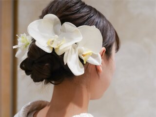 ﾍｯﾄﾞﾊﾟｰﾂ(胡蝶蘭) 