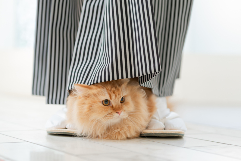 にゃんこ参加のフォトウェディング