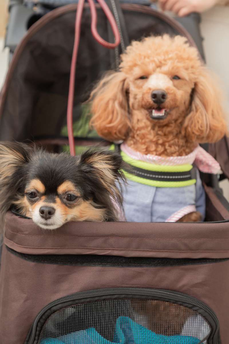 出番を待つわんこ達・・・