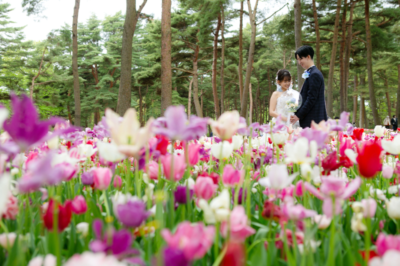 チューリップ✽