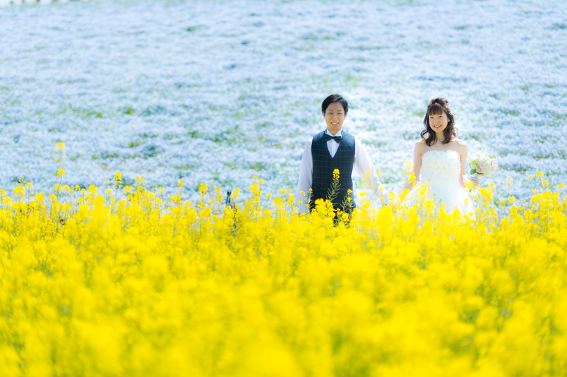 ネモフィラ+菜の花