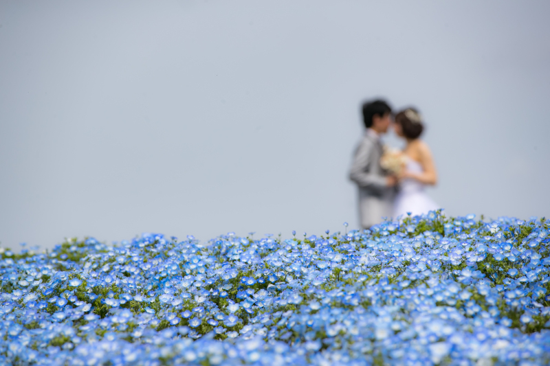 ネモフィラの丘✿