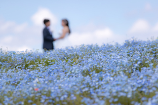 【洋装】ネモフィラロケーション