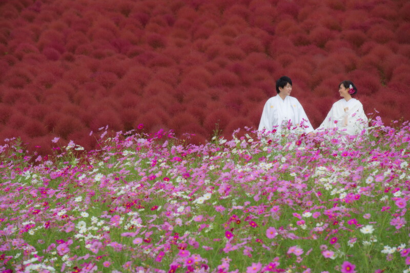 コスモス＆コキア