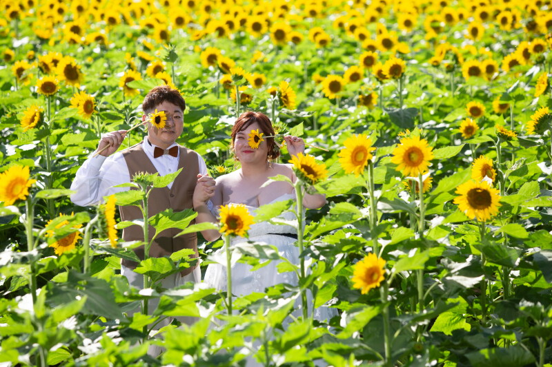 【洋装】好きなもの＋ひまわり畑