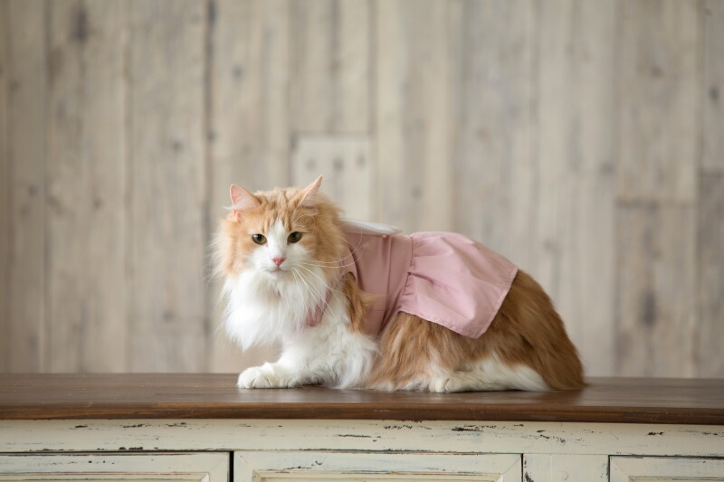 ル・トレフル produced by スタジオエス_ペットと一緒に撮影できる