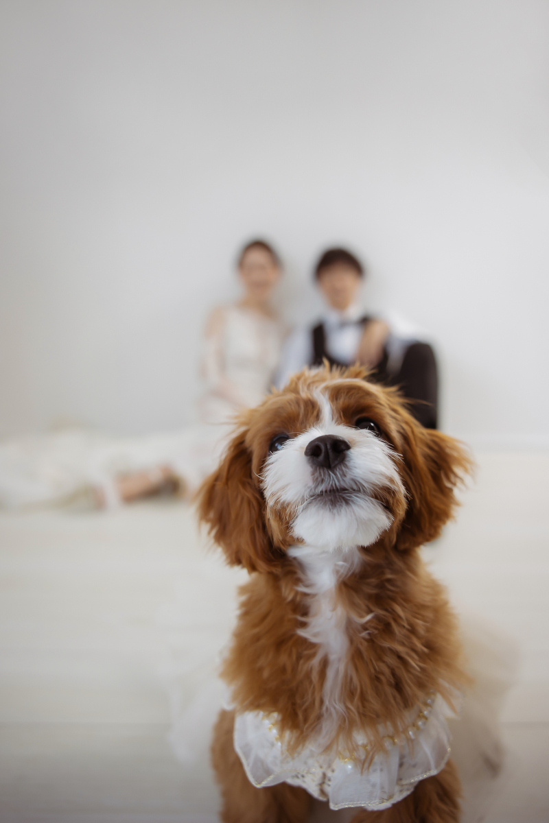 ワンちゃん前に出すぎじゃない!?