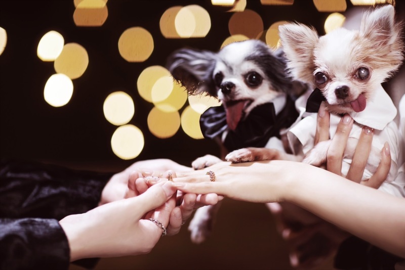 ペットと指輪シーン♡