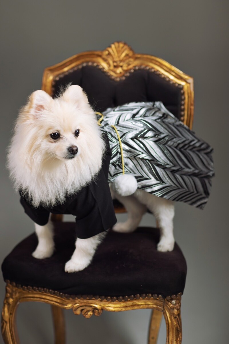 ワンちゃんのソロショット♪