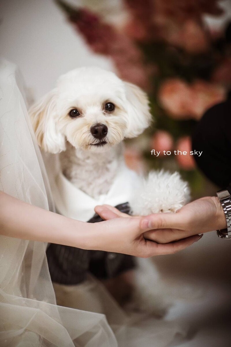 studio FTS_ペットと一緒に撮影できる