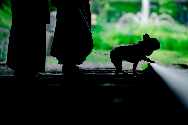足元とワンちゃんのシルエット