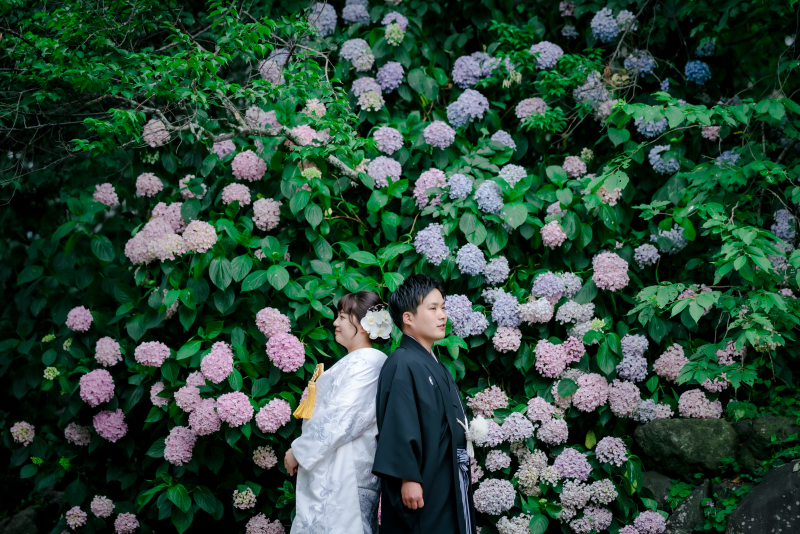 紫陽花スポット♪