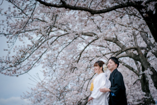 桜ロケーション～鴨川～