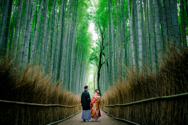 幻想的な竹林！