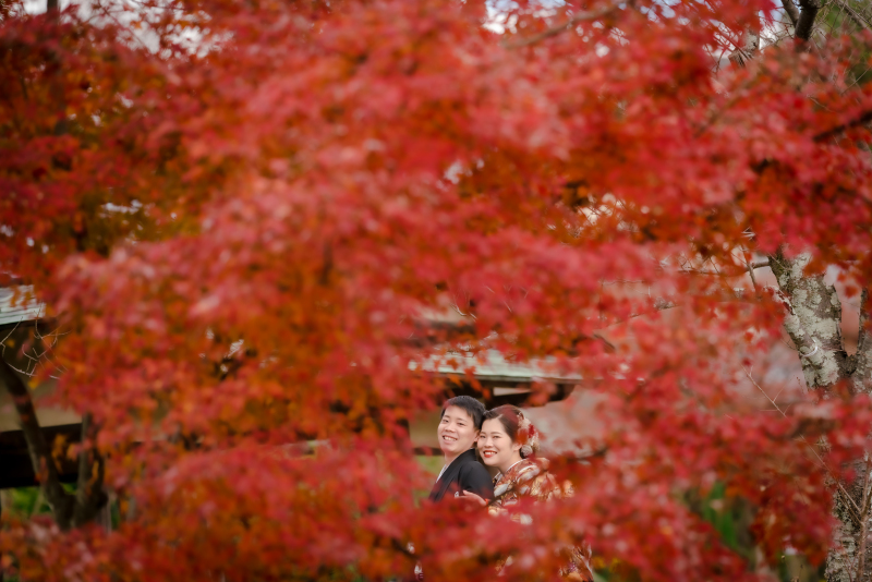 真っ赤な葉に囲まれて