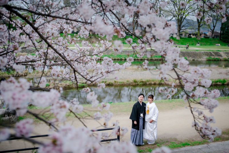 鴨川と桜