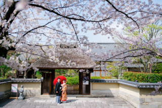 Arch Bridal_和装前撮り：桜編