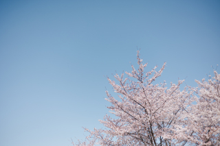 新緑の涼しい季節です(4月)