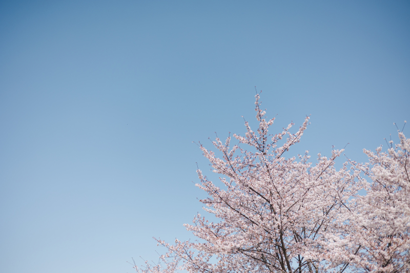 新緑の涼しい季節です(4月)