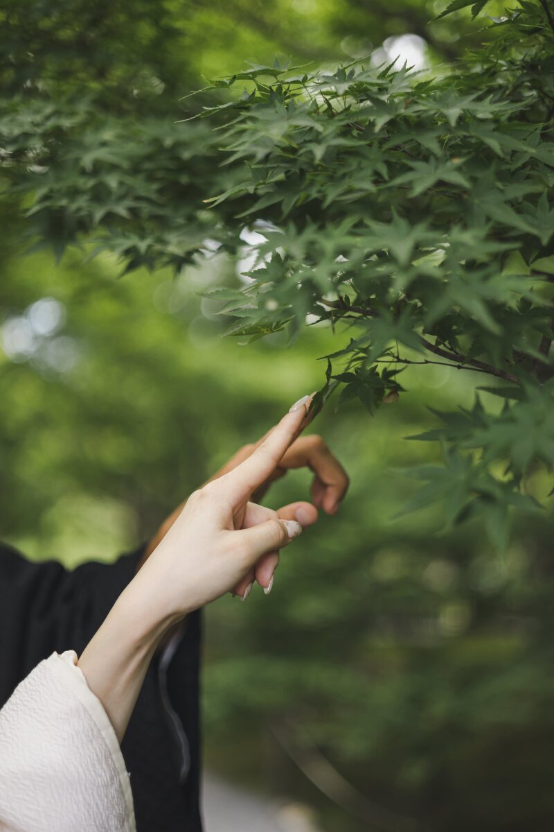 青紅葉に触れて