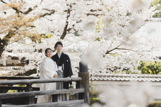 桜ロケーションフォト　妙顕寺