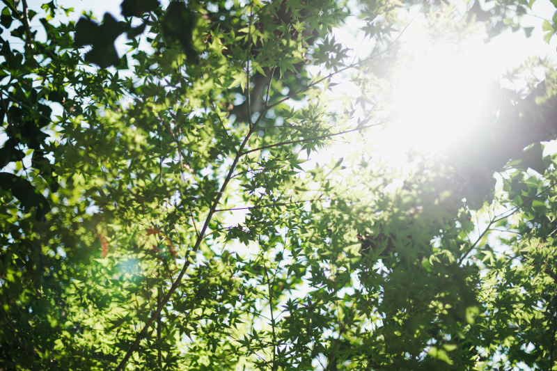もうすぐ暖かい京都がやってきます