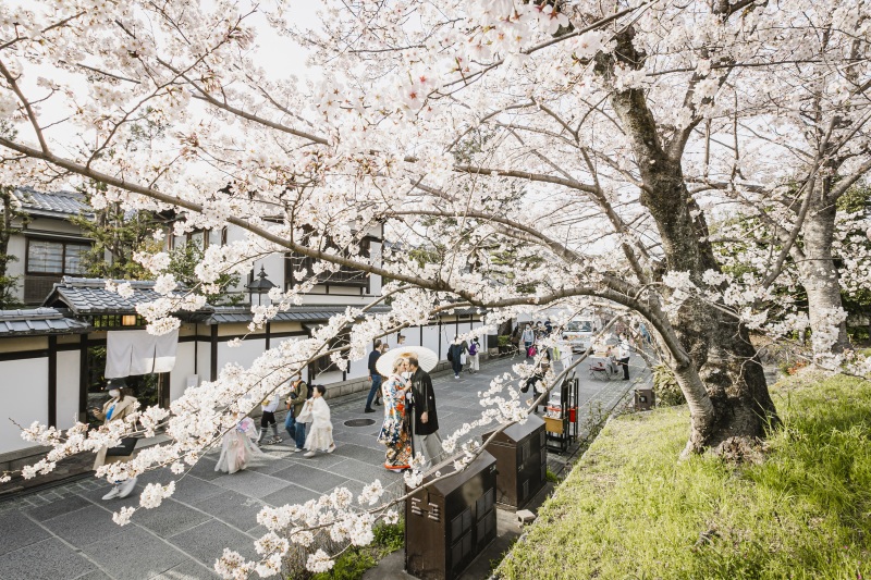 昨年の3月30日は8分咲き~満開ほど