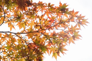ENISHI PHOTO WEDDING_【紅葉ロケーション】