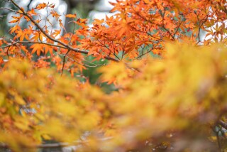 ENISHI PHOTO WEDDING_【紅葉ロケーション】