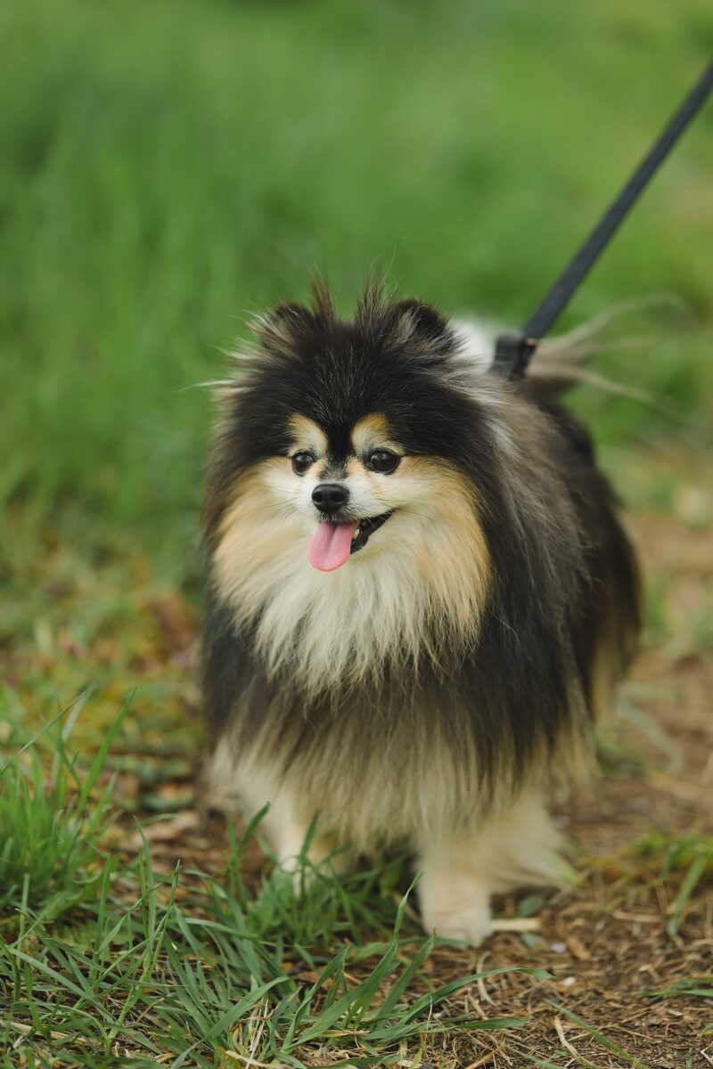 ペットと一緒に撮影しませんか？