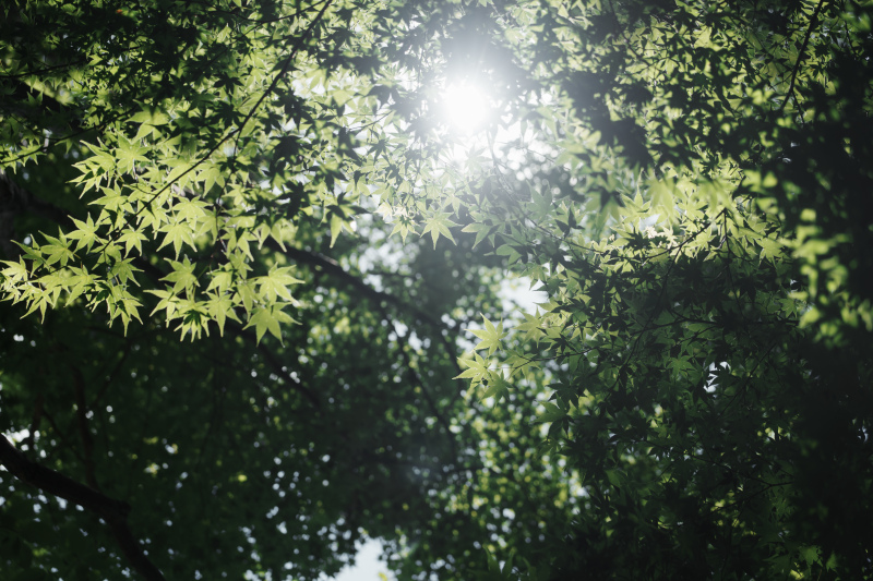 とても緑が綺麗な時期でした!